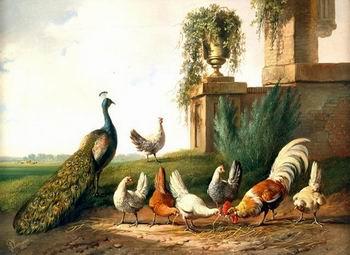 unknow artist Cocks and  Peafowl 060 Spain oil painting art